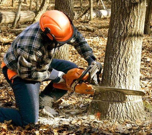 Tree Removal in Hubert, NC